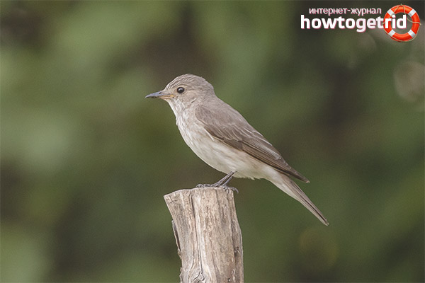 Gray flycatcher