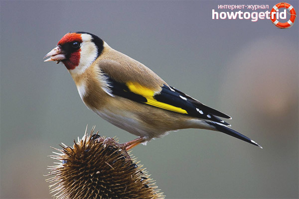 Goldfinch