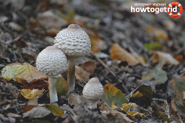 Similar types of blushing umbrella