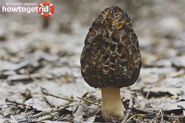 Morel conical