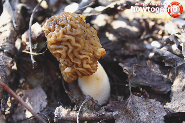 Morel