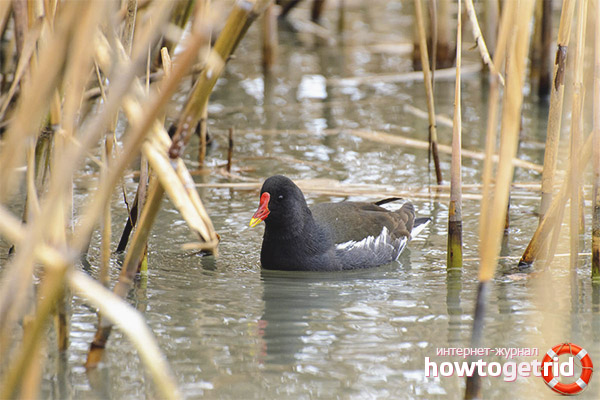 Moorhen habitat