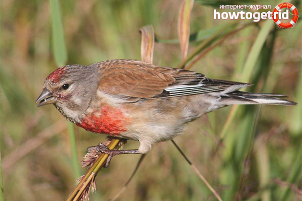 Linnet habitat