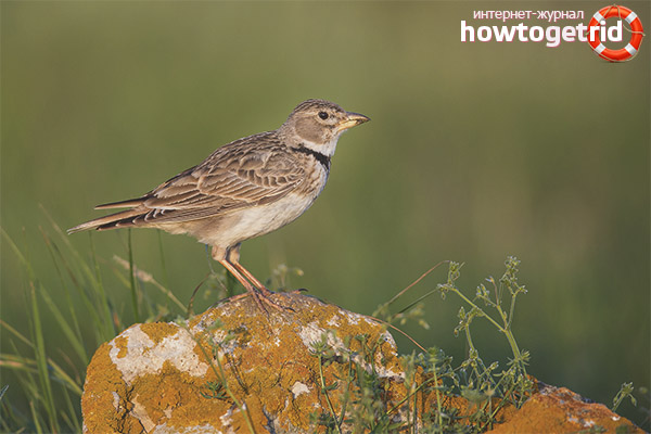 Steppe lark