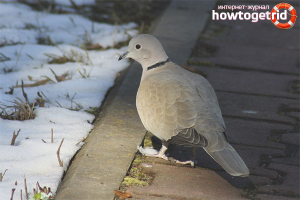 Streptopelia decaocto