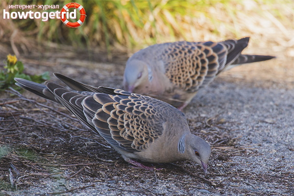 Streptopelia orientalis