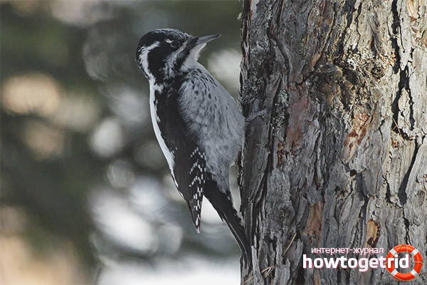 Three-toed woodpecker