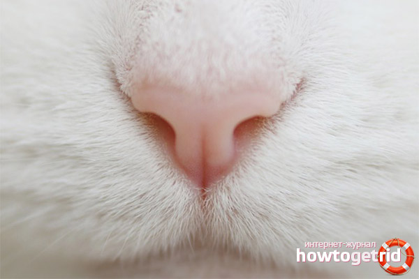 The cat has a dry nose