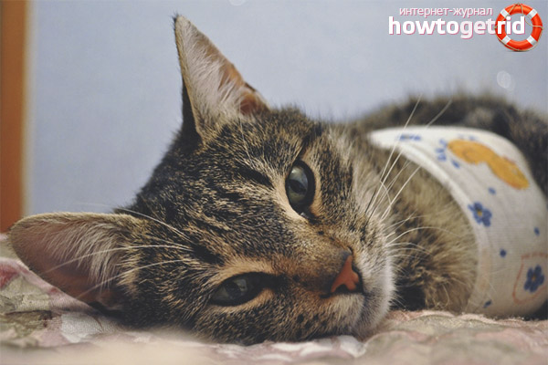 Cat suture care after sterilization