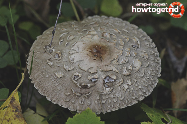 Eating a blushing umbrella
