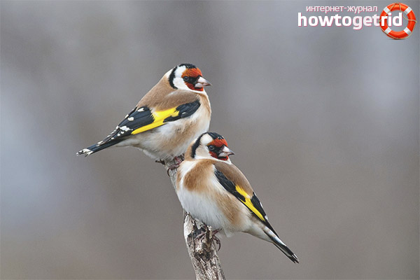 Types of Carduelis