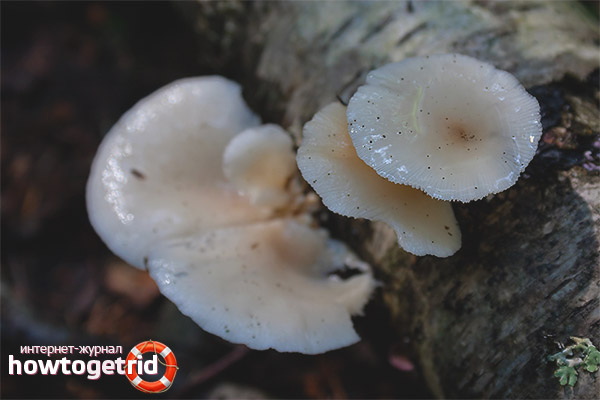 Oyster mushroom pulmonary