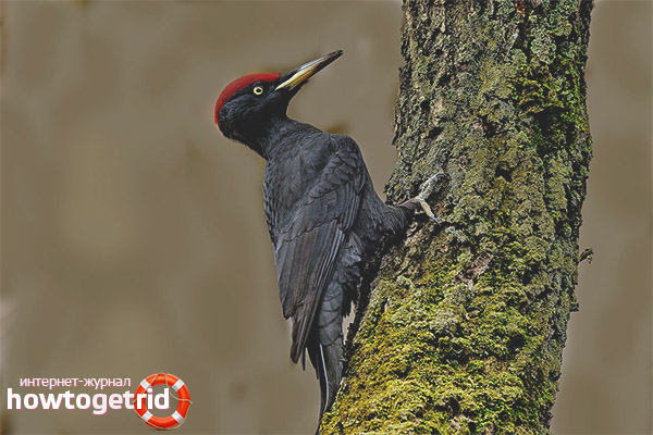External characteristics of the black woodpecker