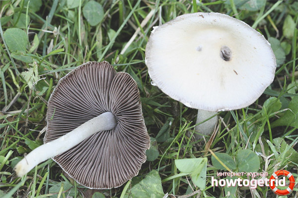 Water-loving psatirella