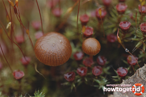 The impact of psilocyba montana on the human body