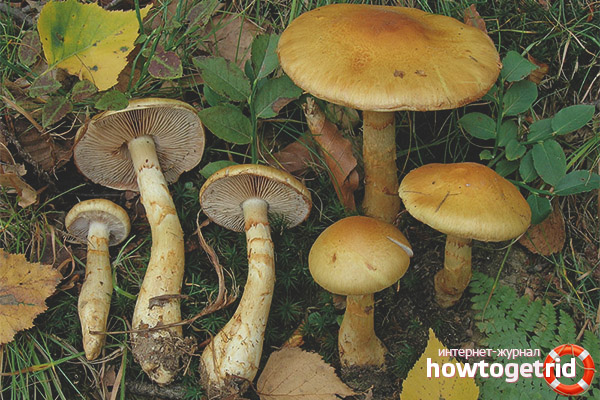 Harm of the yellow gossamer