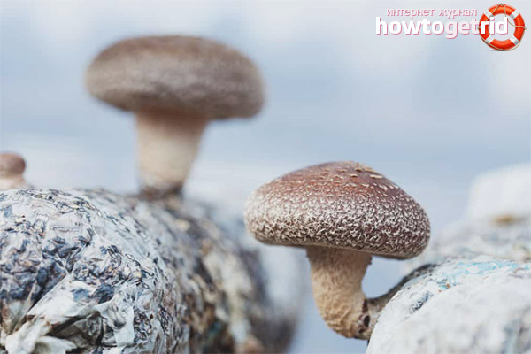 Growing Shiitake at Home