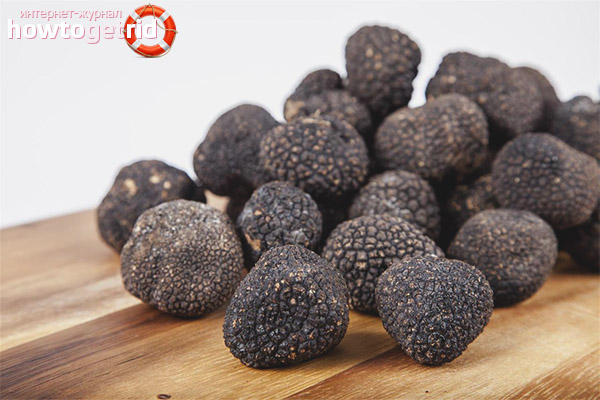 Summer truffle cultivation