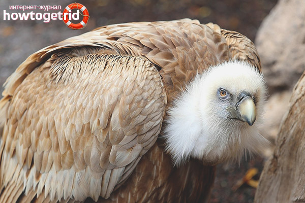 Breeding of white-headed vultures