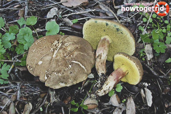 Xerocomus subtomentosus