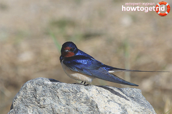 Lifestyle Barn Swallows