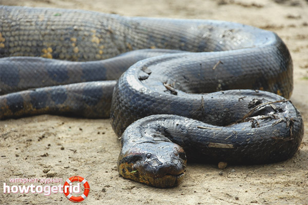 Anaconda vulgaris