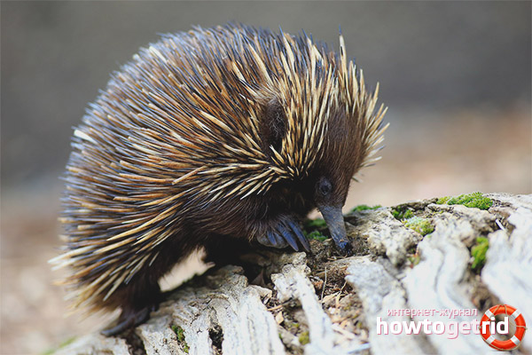 Australian Echidna