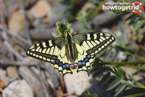 Swallowtail butterfly