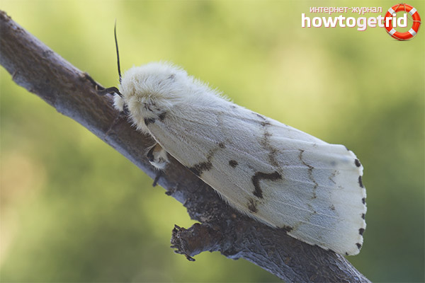Silkworm butterfly