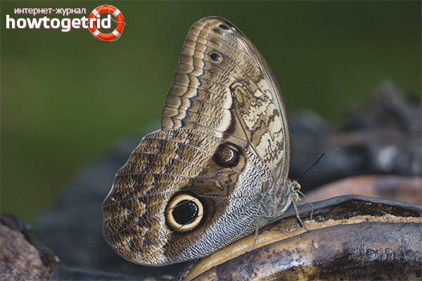 Owl butterfly