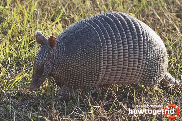 Armadillo