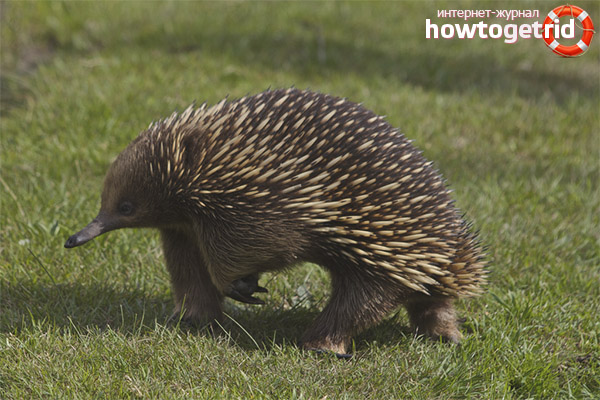 What does the Australian echidna eat?