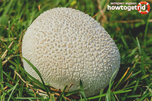 What is useful meadow raincoat