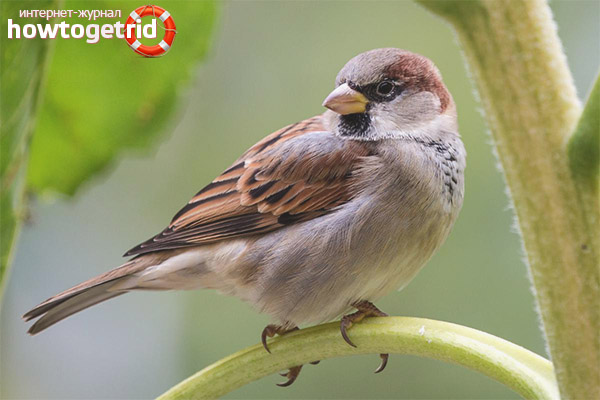 House Sparrow