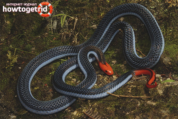 Bipartite glandular snake