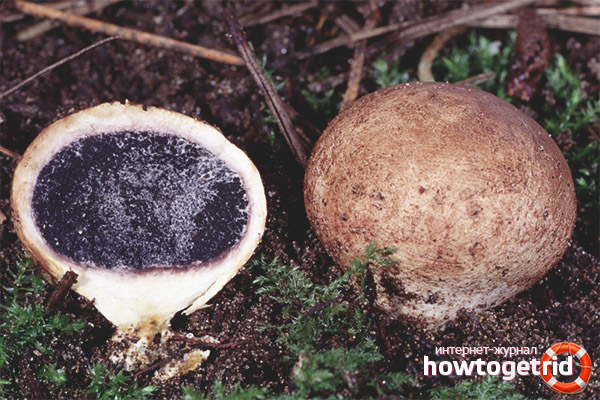 Elaphomyces granulatus