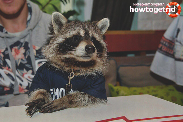 Raccoon strip at home