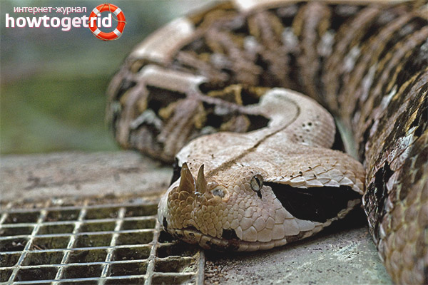 Gabon viper