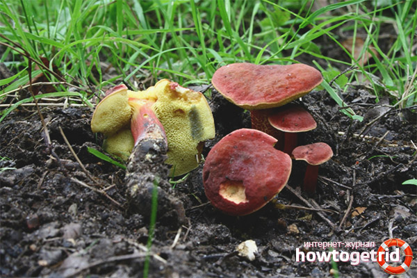 Gastronomic features of the red moss