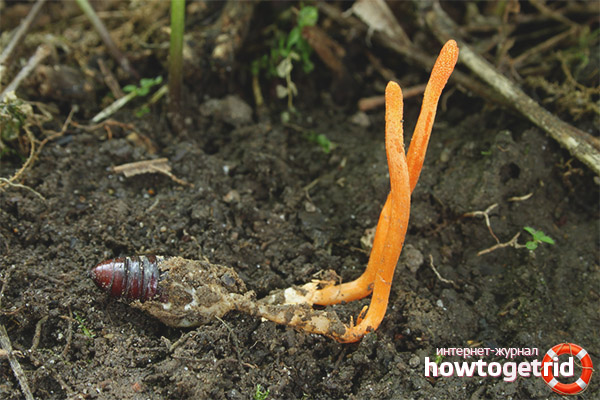 Where does military cordyceps grow