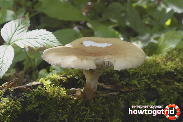 Where does the goaxifruit grow