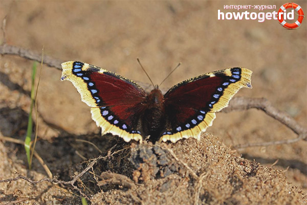 The characteristic features of the mourning butterfly