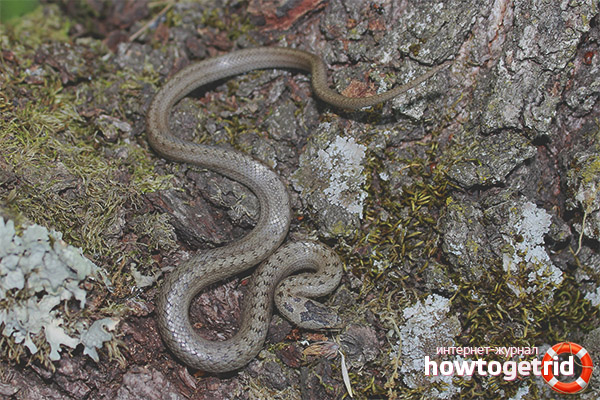 Poisonous copperfish poison