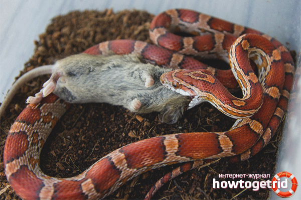 How maize snakes get their food