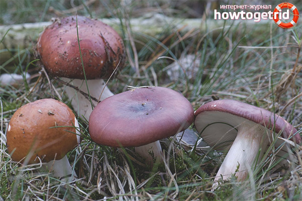 How to cook russula