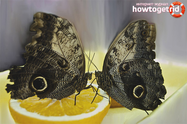 How an owl butterfly breeds