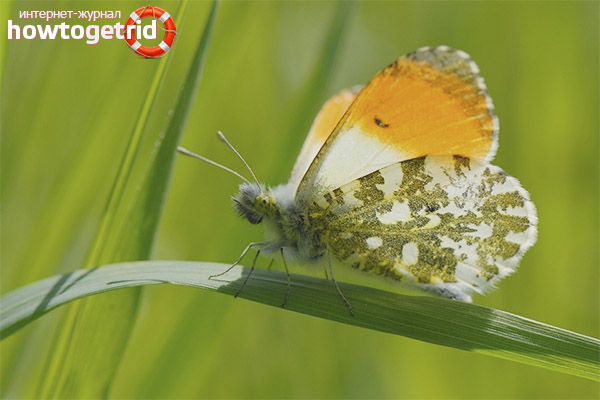 How does the dawn butterfly breed