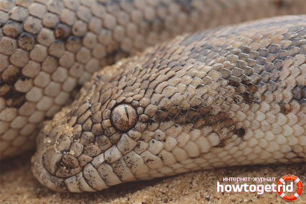 How to keep and breed sand stranglers