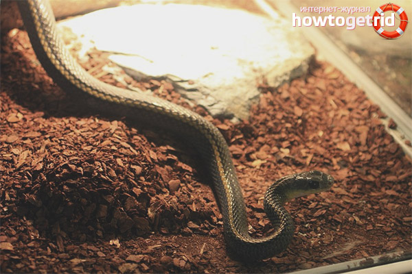How to keep a captive snake