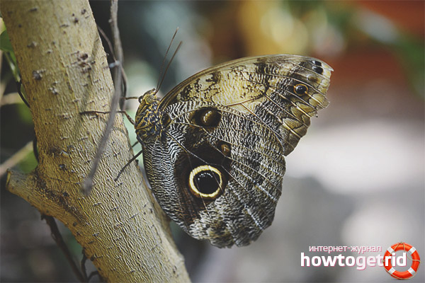 How an owl butterfly lives